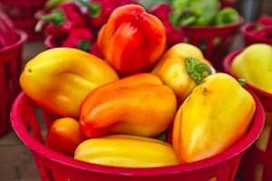 A collection of vibrant bell peppers, including yellow, orange, and red varieties, are nestled in a red basket. The peppers are smooth, shiny, and fresh, suggesting a recent harvest. Other baskets in the background contain more peppers, adding depth and context to the image.