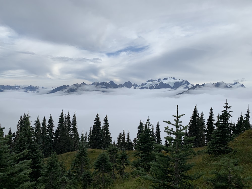 green pine trees across sea of clouds during daytime