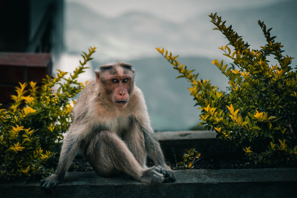 Macaco marrom sentado ao lado da planta