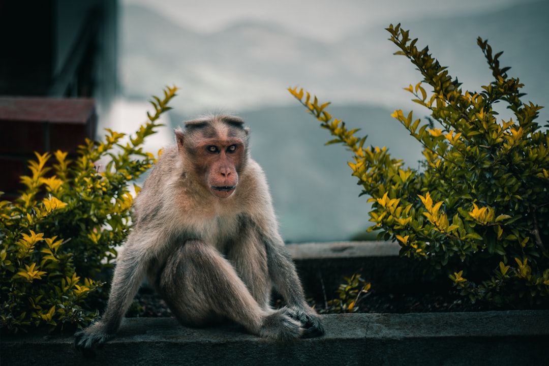 Wildlife photo spot Kodaikanal Kattappana