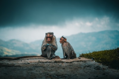 photo of tow gray monkeys monkey zoom background