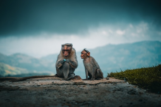 photo of tow gray monkeys in Kodaikanal India