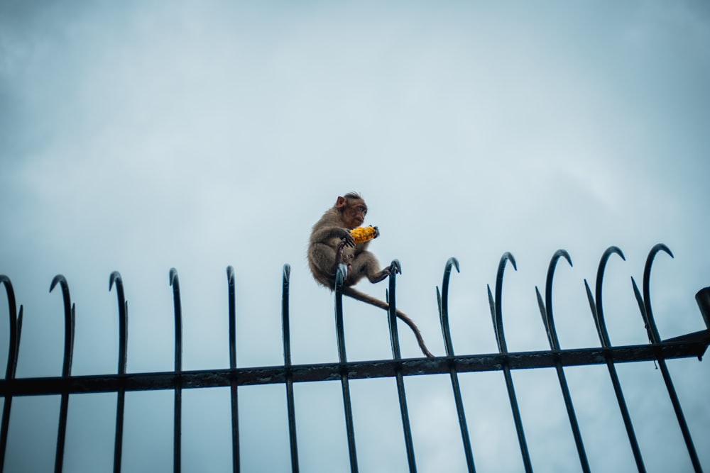 brown monkey sitting on black steel fence