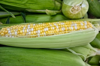 Rows of fresh yellow and white corn kernels are seen on a partially shucked ear of corn, with green husks surrounding it. The corn lies among additional corn ears, presenting a natural and farm-fresh appearance.