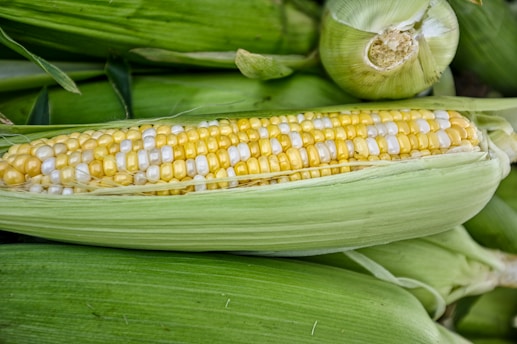 Rows of fresh yellow and white corn kernels are seen on a partially shucked ear of corn, with green husks surrounding it. The corn lies among additional corn ears, presenting a natural and farm-fresh appearance.