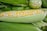 Rows of fresh yellow and white corn kernels are seen on a partially shucked ear of corn, with green husks surrounding it. The corn lies among additional corn ears, presenting a natural and farm-fresh appearance.