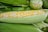 Rows of fresh yellow and white corn kernels are seen on a partially shucked ear of corn, with green husks surrounding it. The corn lies among additional corn ears, presenting a natural and farm-fresh appearance.