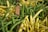 A close-up view of an assortment of fresh green and yellow beans, displayed in a market setting. The beans are piled together, showing their vibrant colors and natural textures. The lighting highlights their fresh and crisp appearance.