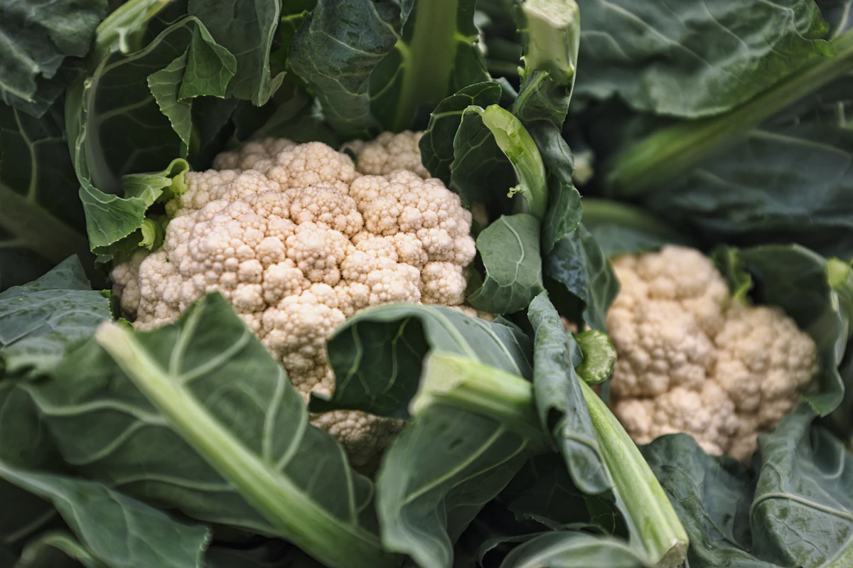Cauliflower Heads — fresh, premium quality