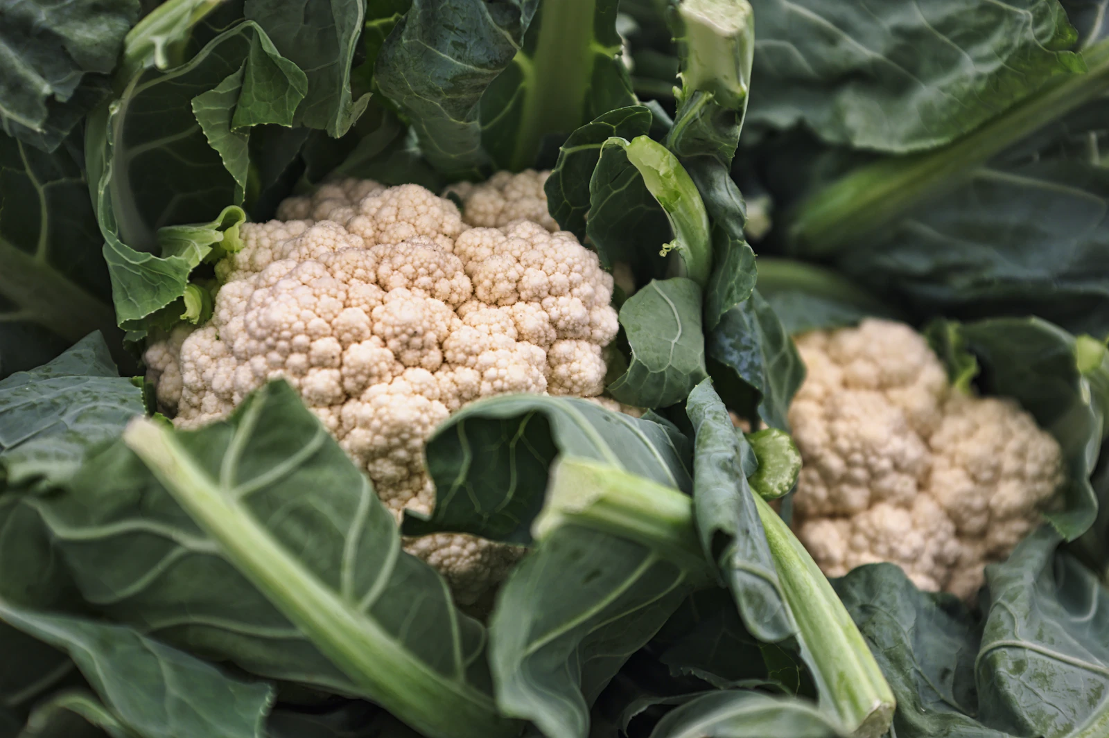 Fresh white cauliflower head on a dark background