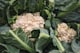 Bloemkoolroosjes (bio)