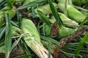 Close-up of fresh green corn ears still in their husks, glistening with morning dew on a rustic wooden table.