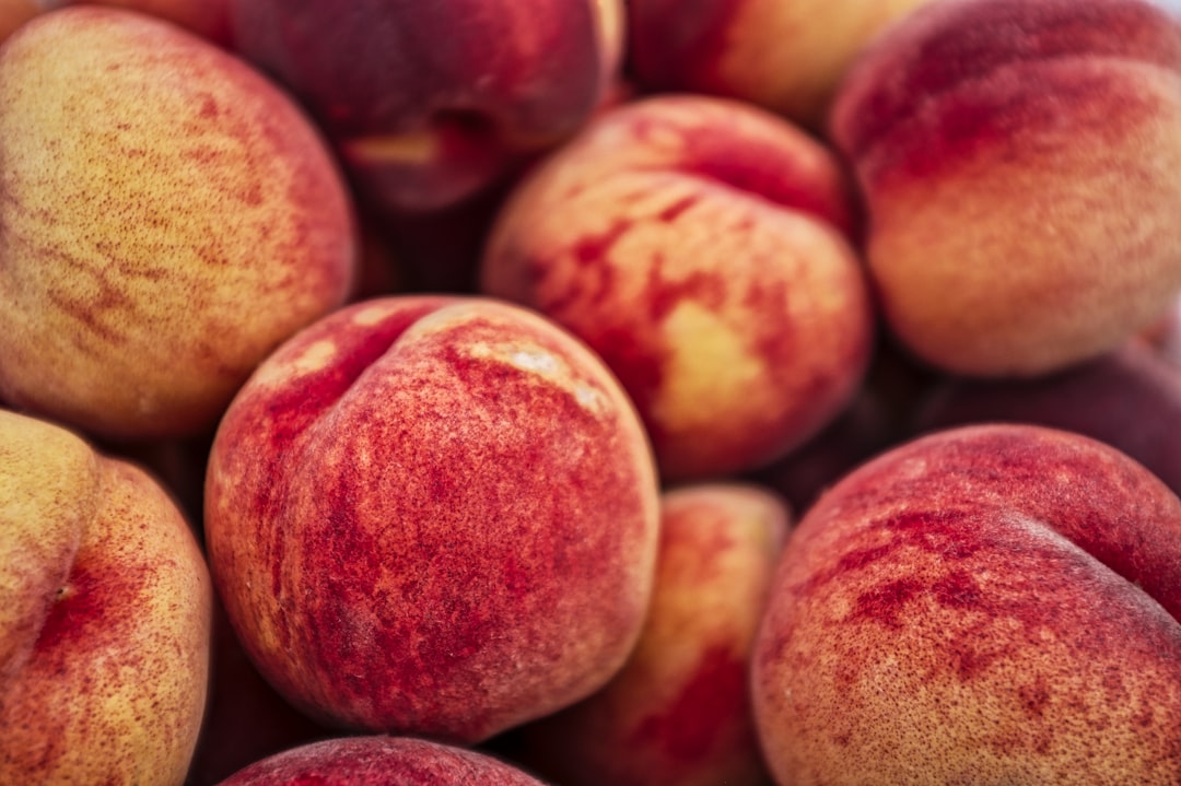 shallow focus photography of red fruits