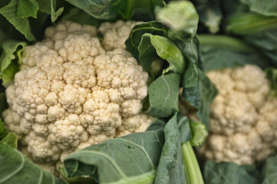 Close-up of fresh green cauliflower seeds ready for sowing in a farmer's hand.