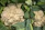 Close-up of healthy cauliflower plants growing in a well-maintained farm in West Bengal.