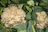 Close-up of healthy cauliflower plants growing in a well-maintained farm in West Bengal.
