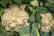 Close-up of vibrant cauliflower plants growing healthily in terraced mountain fields.