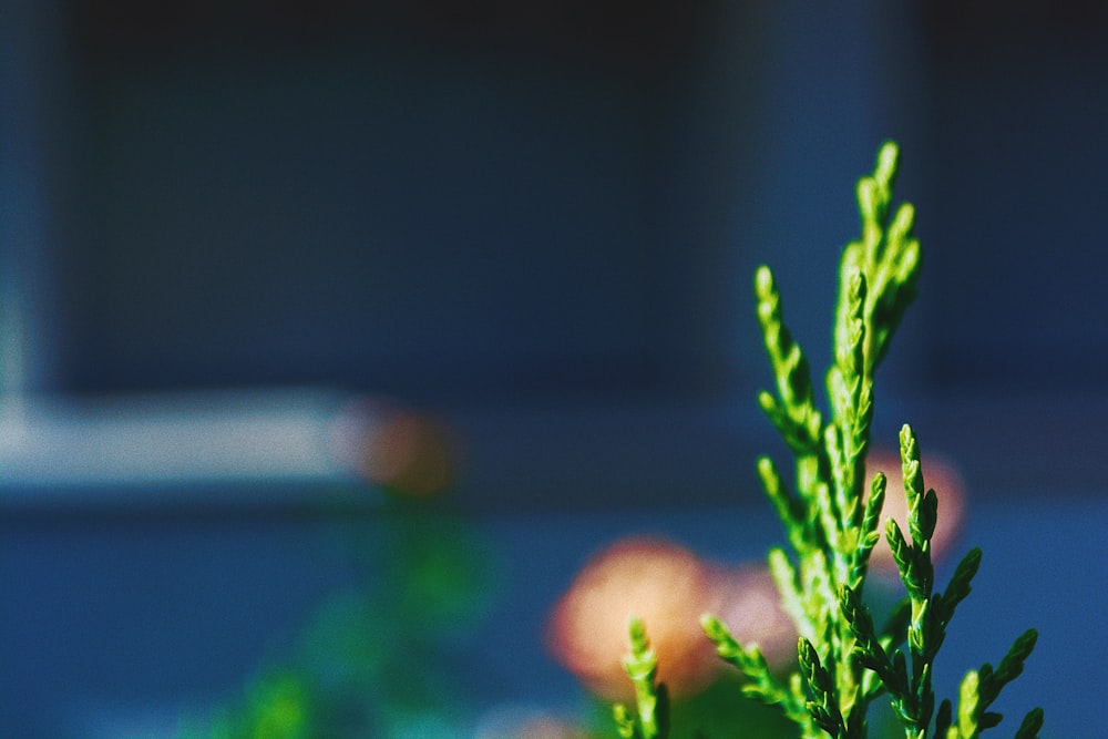 shallow focus photography of green-leafed plant