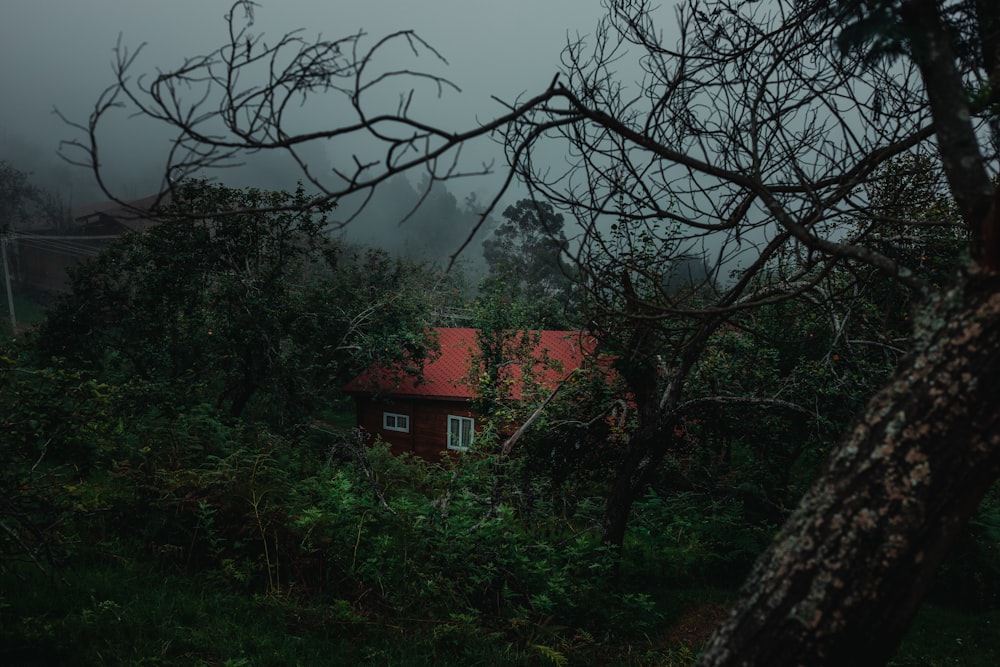 trees near house during daytime