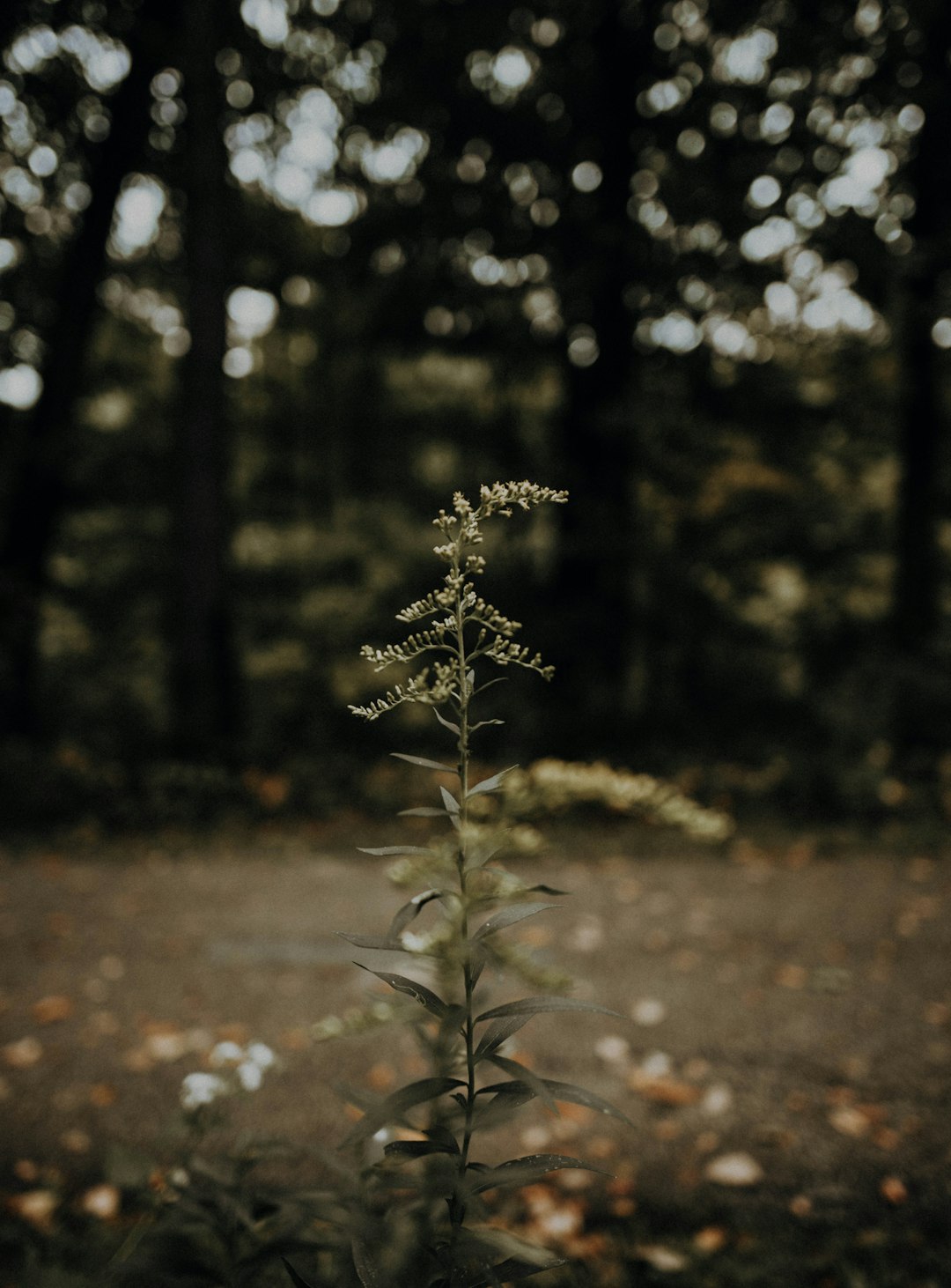 green-leafed plant macro photography