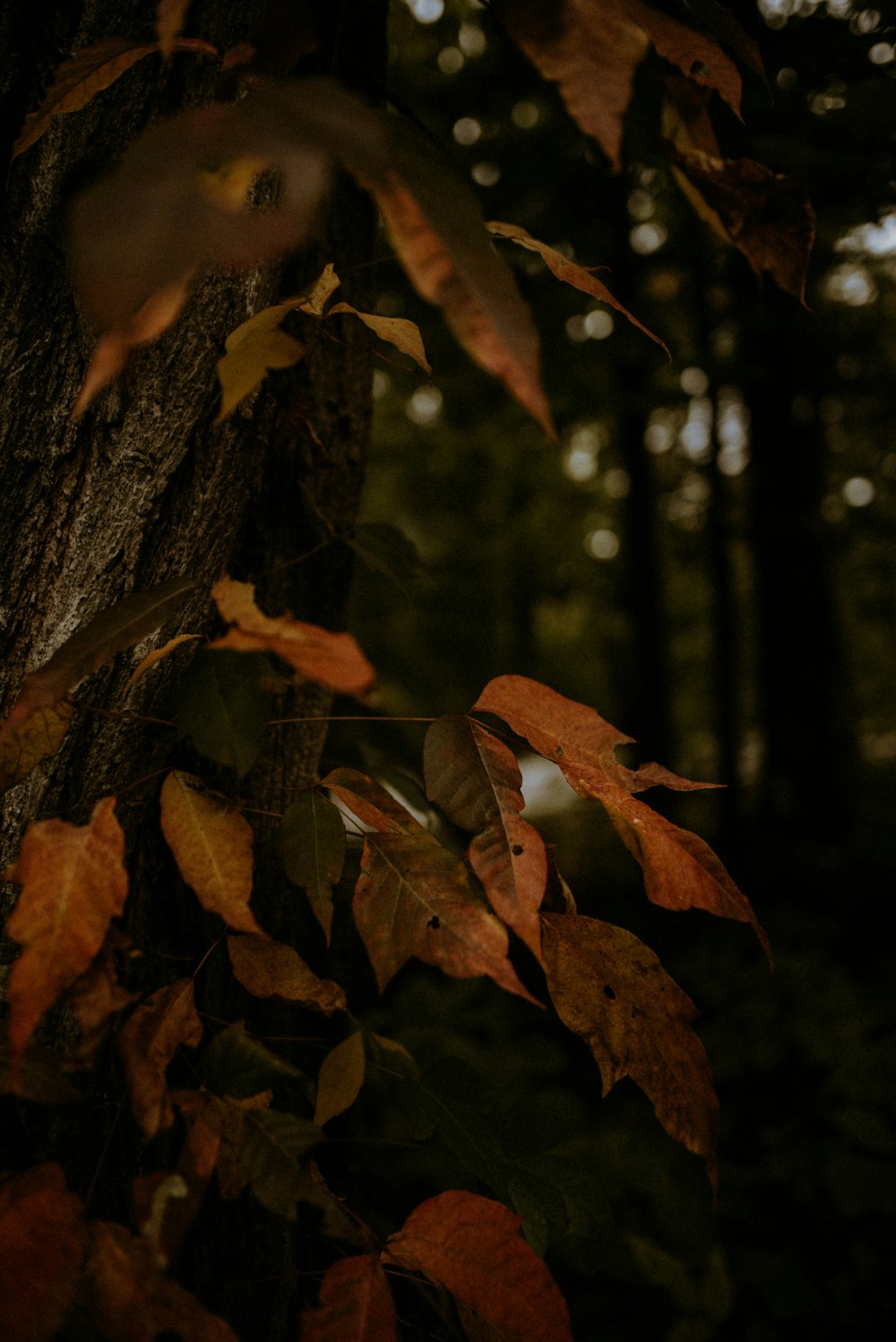 brown-and-green-leaves macro photography