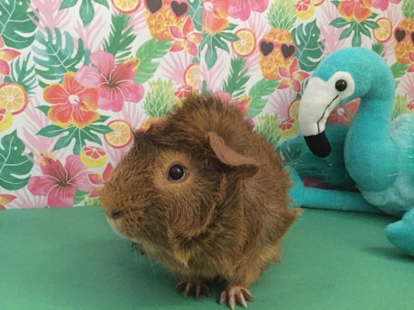A brown guinea pig stands on a green surface with a colorful floral and fruit-themed background featuring leaves and flowers. To the right of the guinea pig, there is a plush blue flamingo toy.