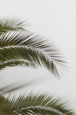 a close up of a palm tree with a white sky in the background