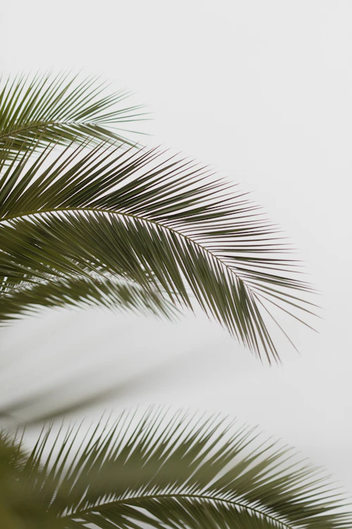 Palm frond removal