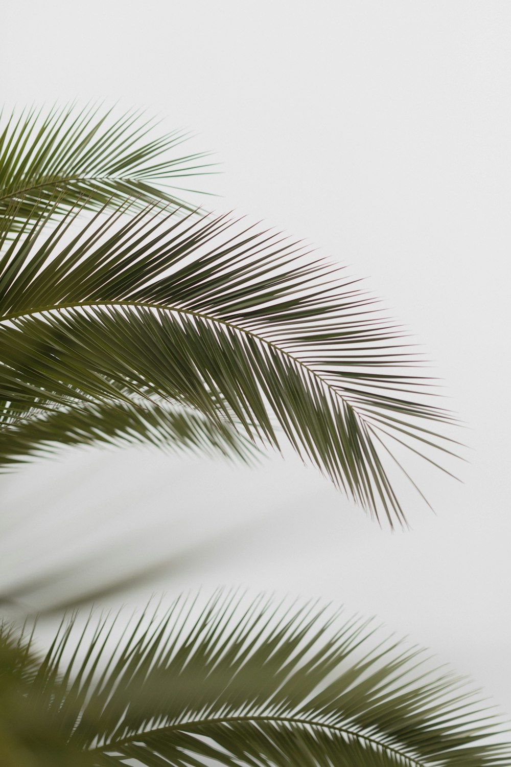 Un primer plano de una palmera con un cielo blanco en el fondo