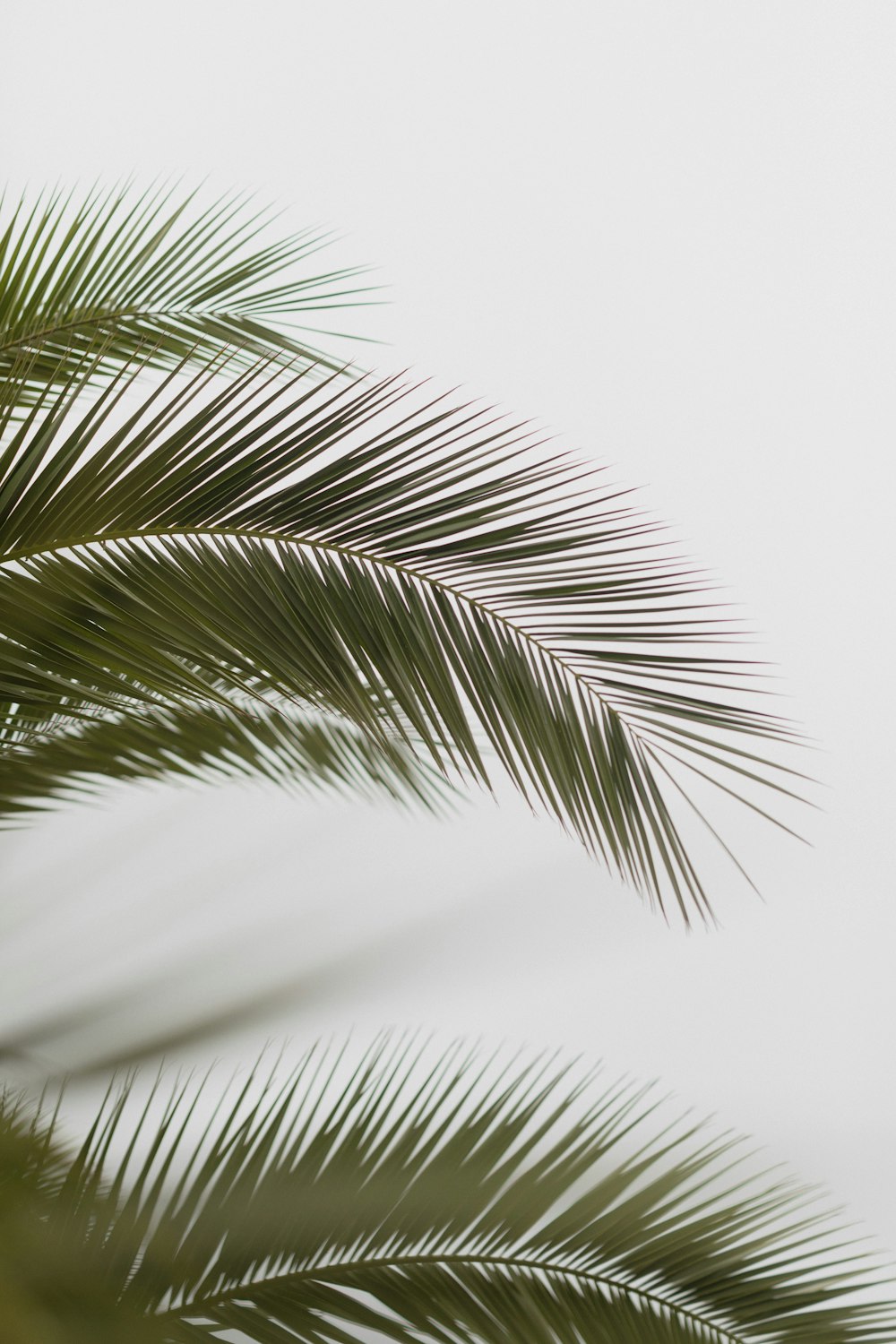 a close up of a palm tree with a white sky in the background