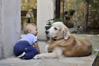 Labrador and a toddler 