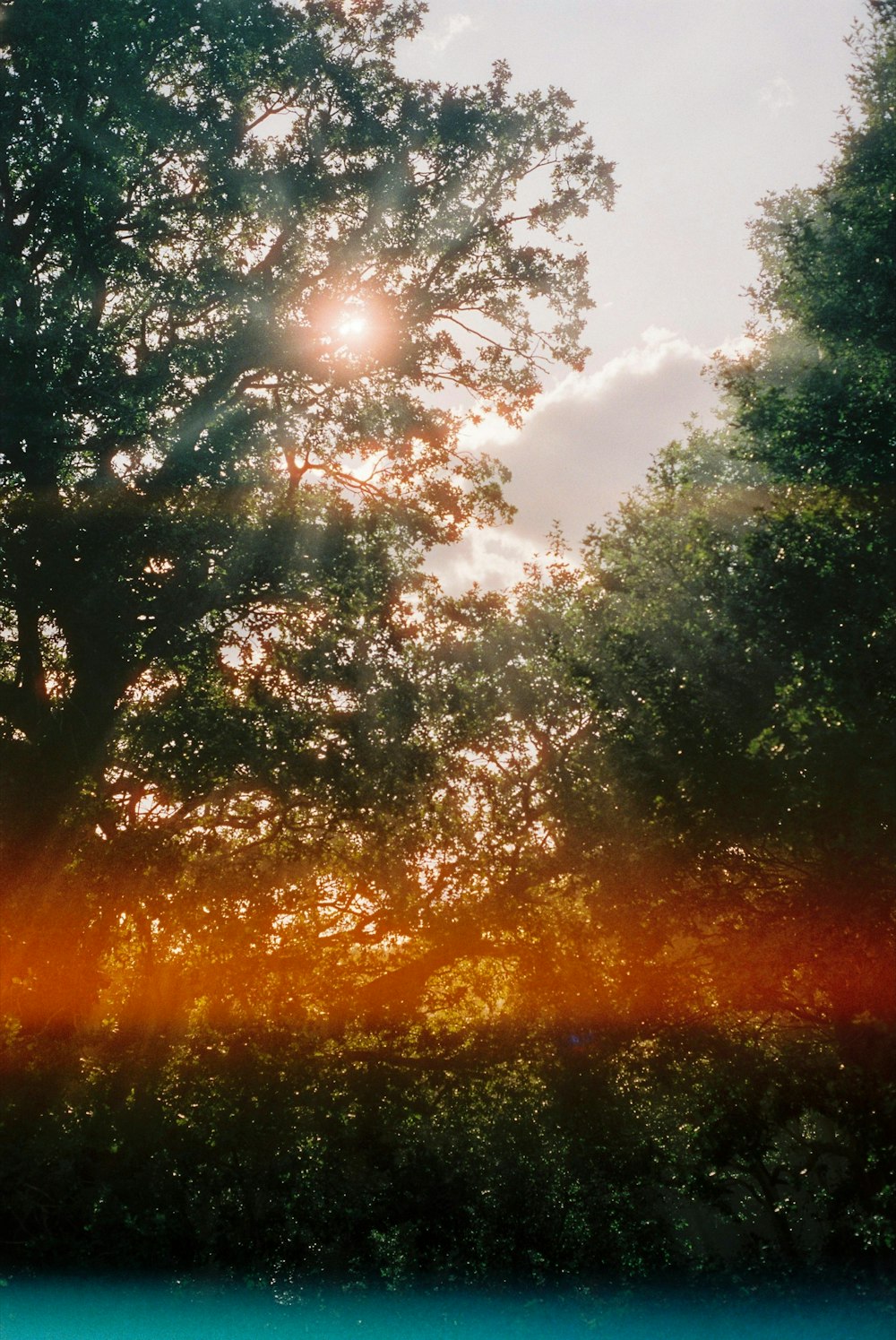 green-leafed trees during daytime