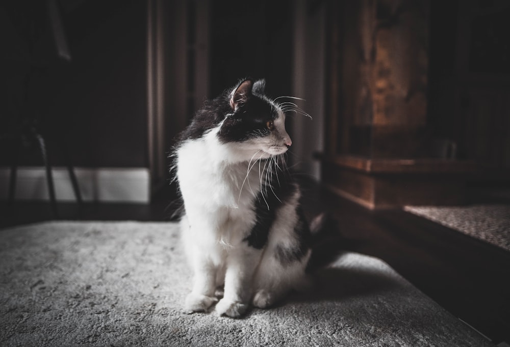 shallow focus photo of white and black cat