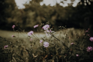 white flowers during daytime