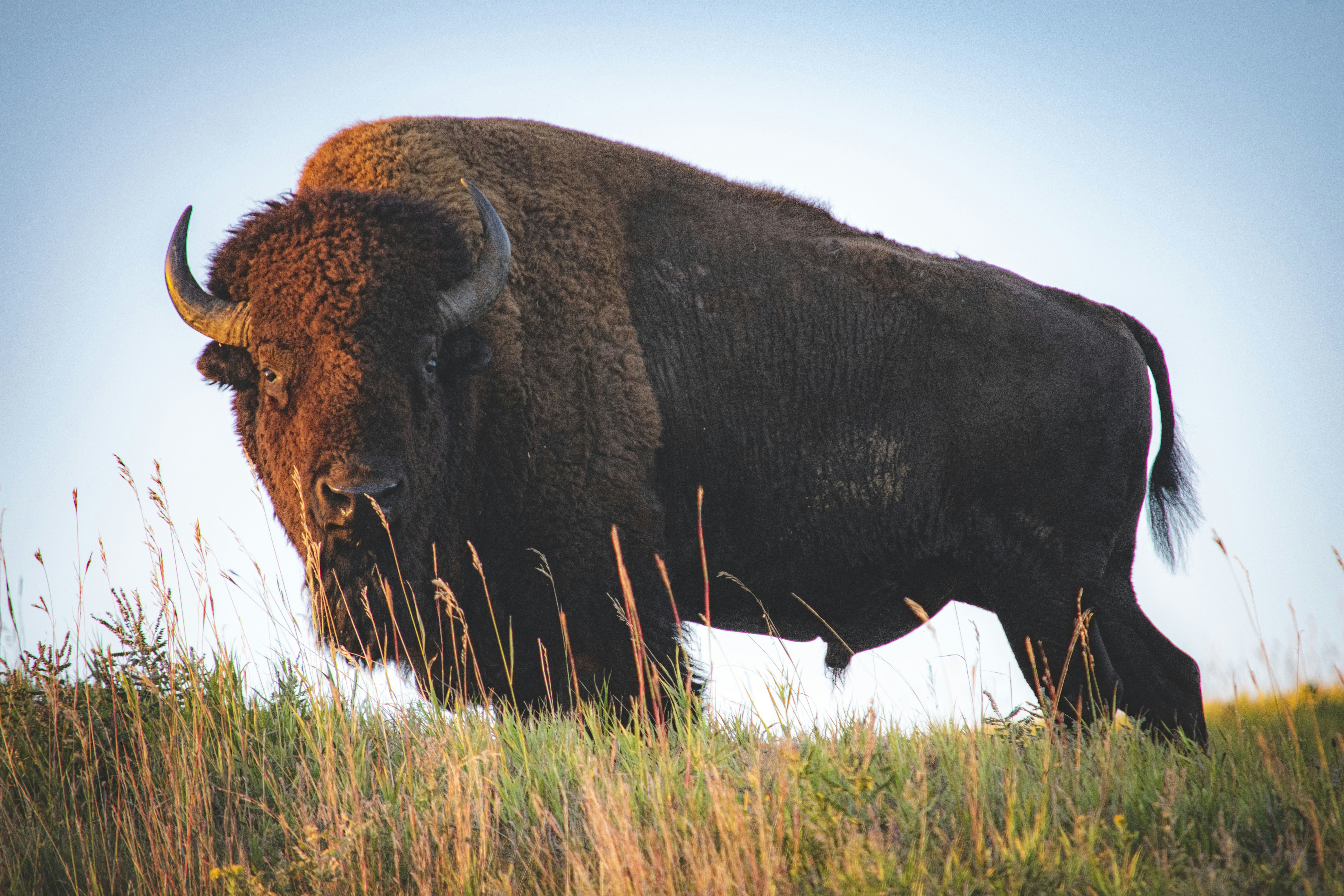 100 Bison Pictures Download Free Images On Unsplash