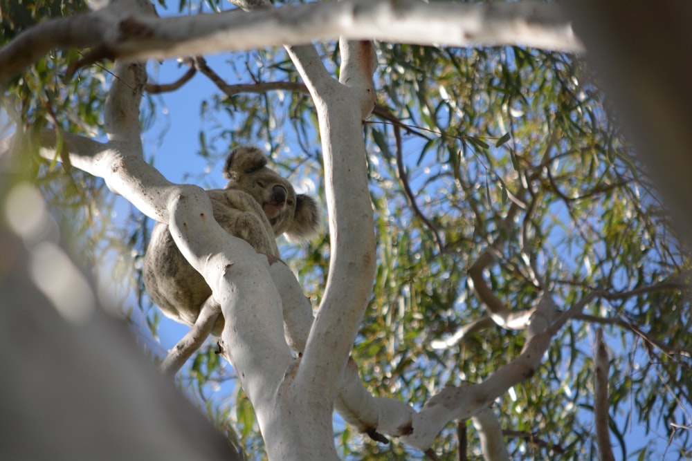 brown koala on tree branch