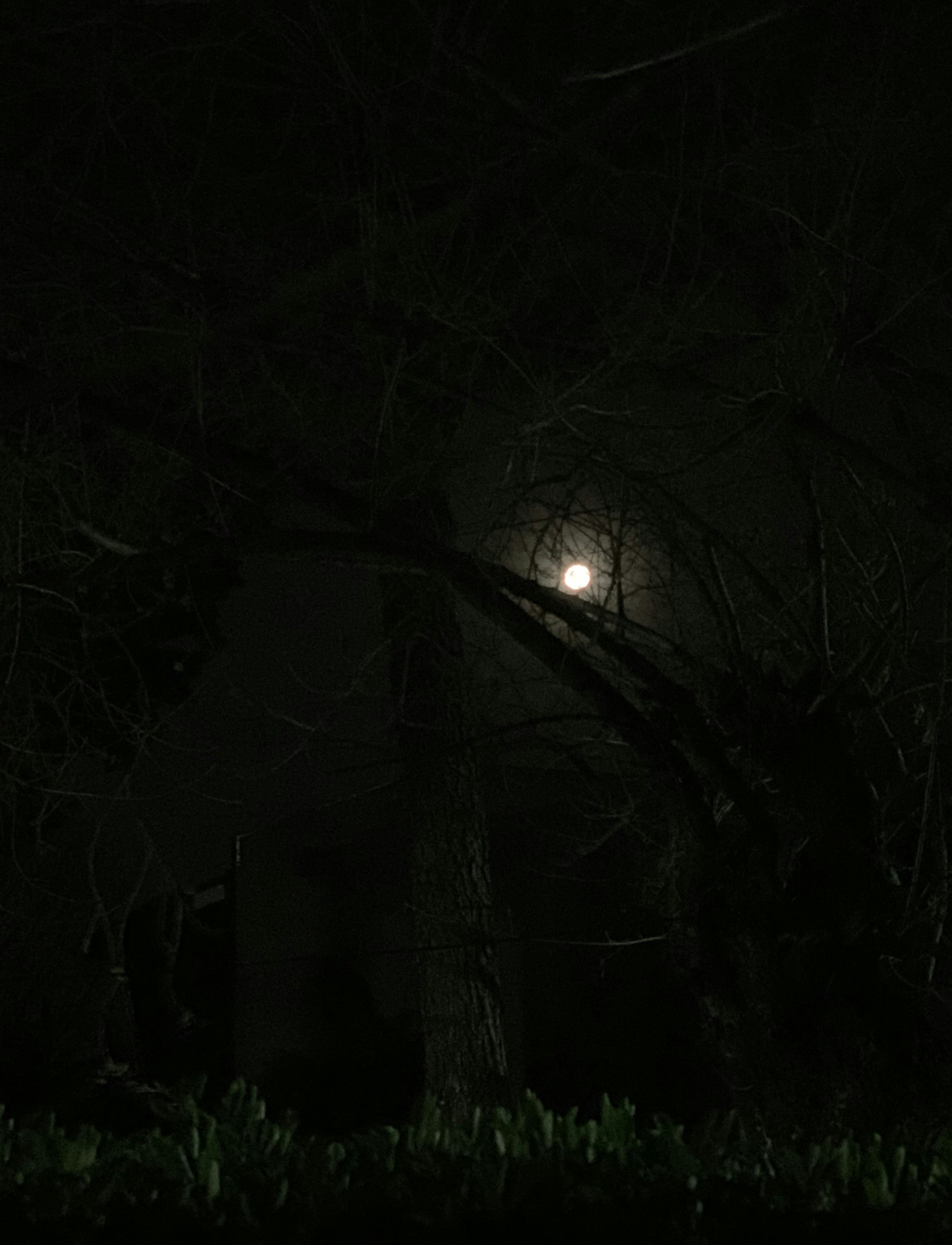 Livro Sombras da Noite