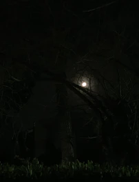A shadowy forest under a full moon with twisted branches.