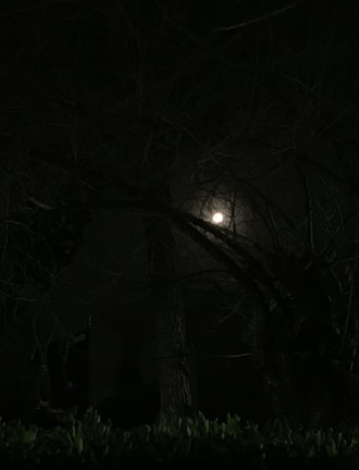 A haunting landscape with twisted trees under a full moon.