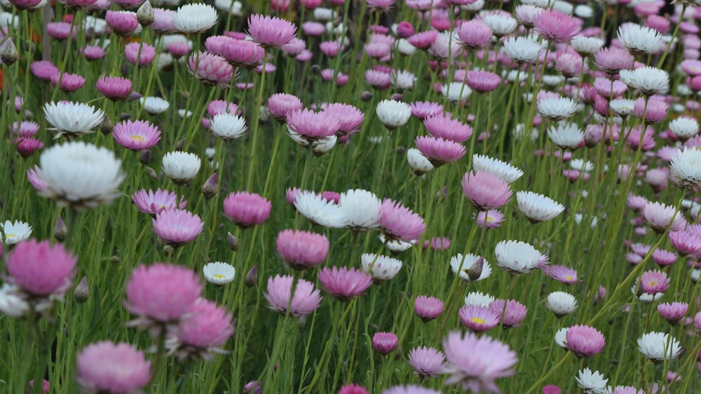 bed of white and purple flowers