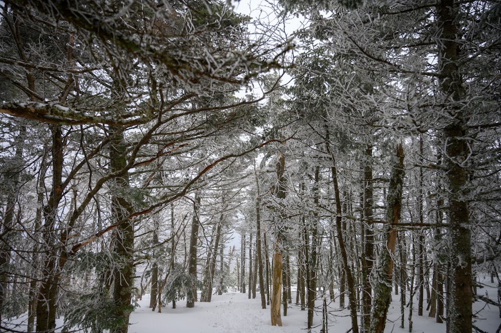 field of trees