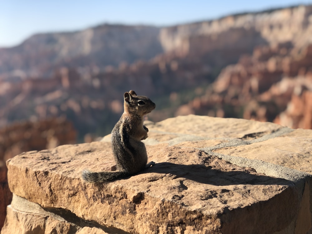 focus photography of squirrel