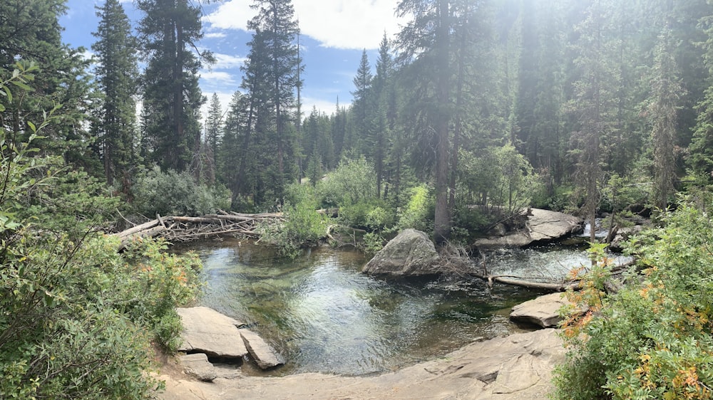 field of green trees near body of water