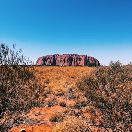 green trees in Uluru-Kata Tjuta National Park Australia