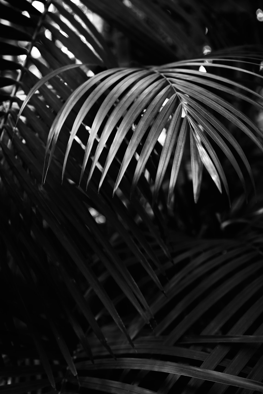 grayscale photo of plants