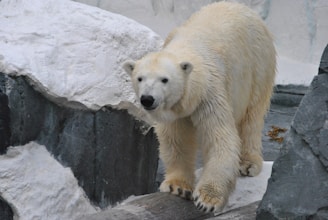 A close-up of a polar bear walking on a snowy terrain.