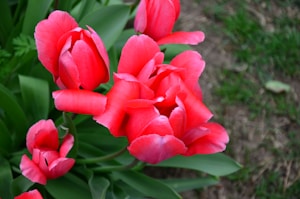 Pink Neon Tulip