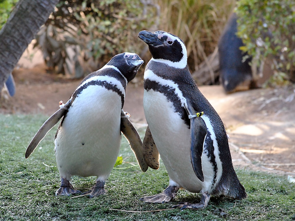 two black-and-white penguins