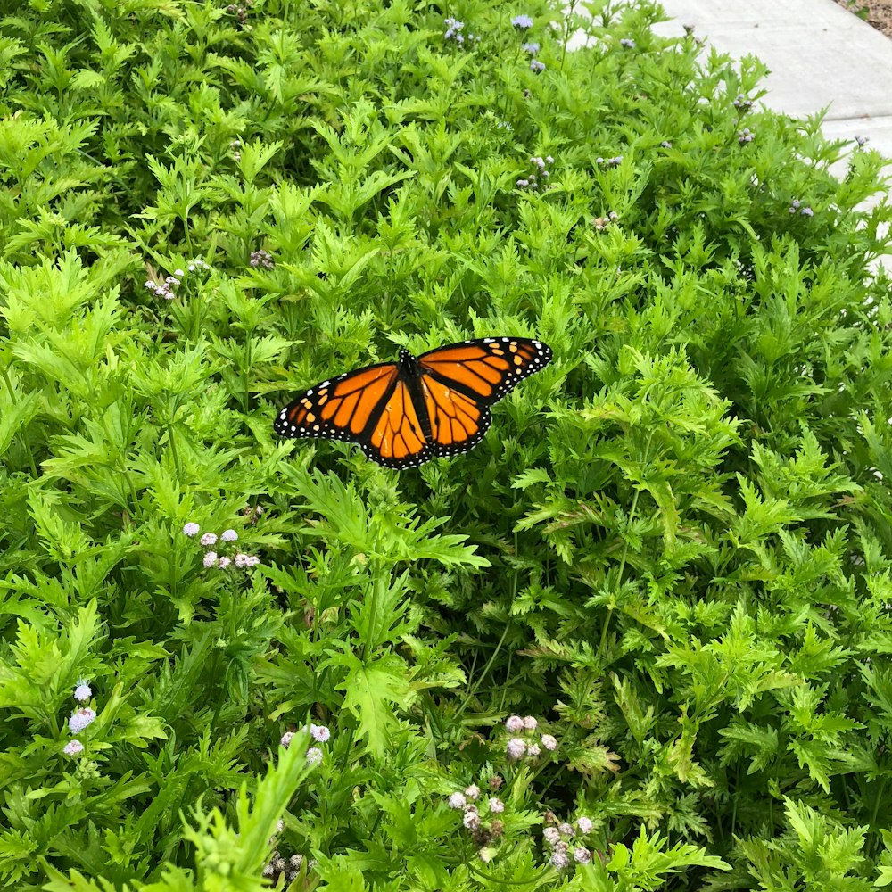 brown butterfly