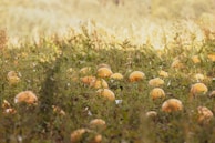 A field is dotted with numerous pumpkins scattered across a lush green landscape. Sunlight bathes the scene, casting soft highlights on the pumpkins and creating a warm and inviting atmosphere. The vegetation appears wild and untamed, suggesting a natural setting or a harvest-ready farm.